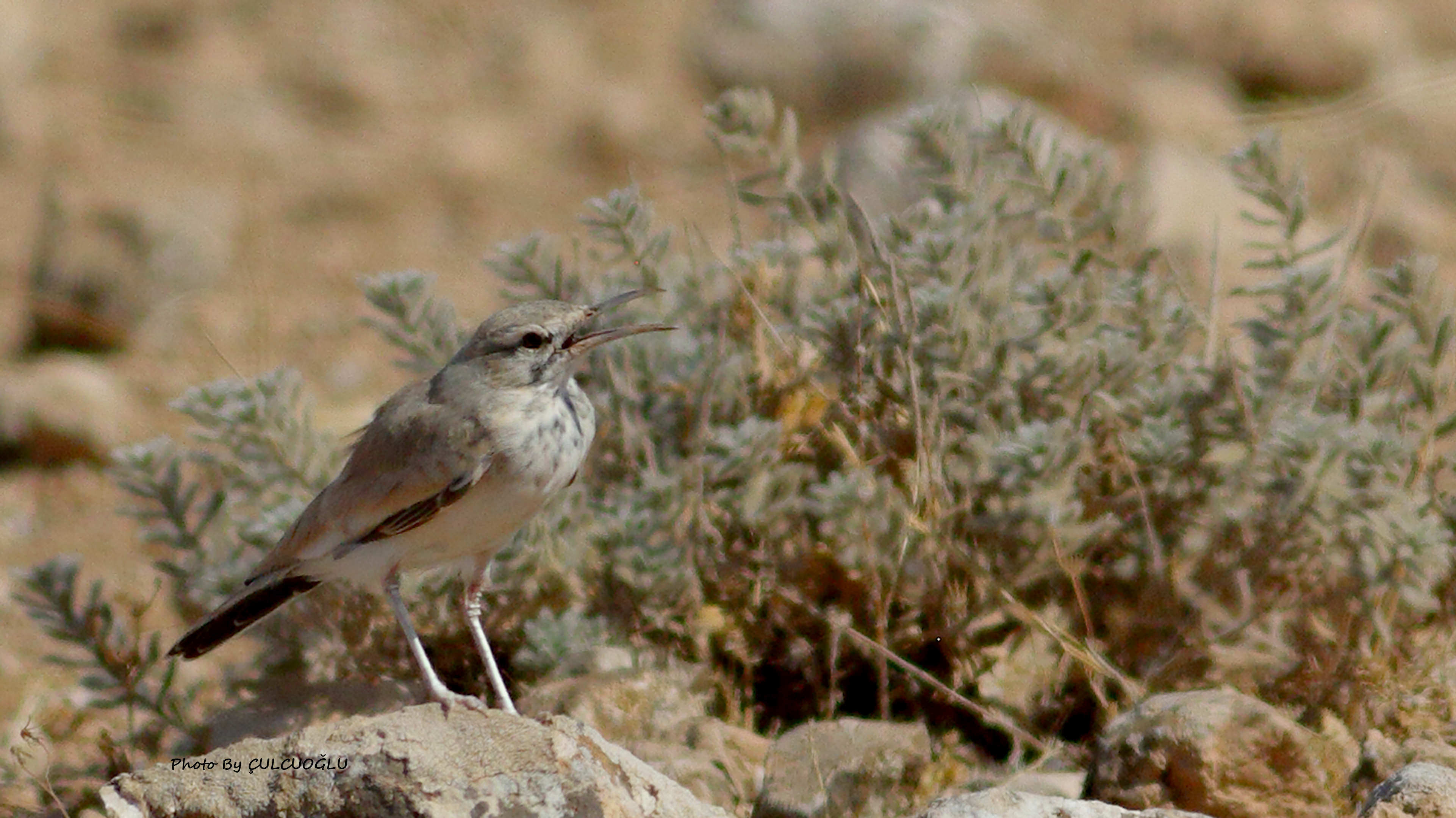 Greater Hoopoe-Lark